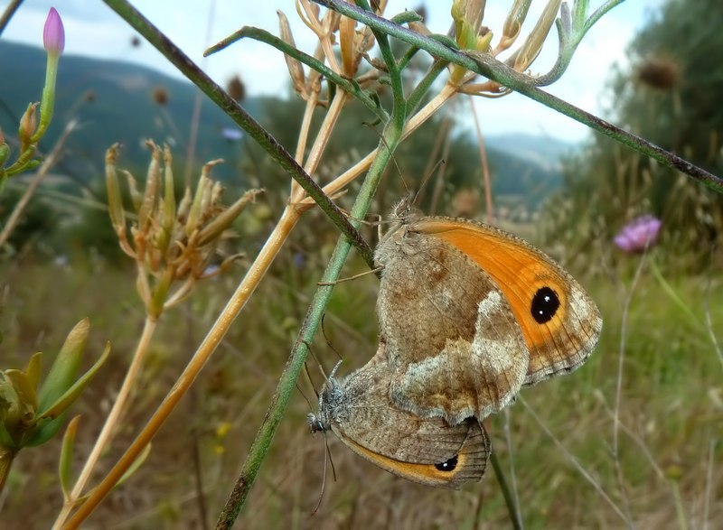 ..una farfalla al giorno